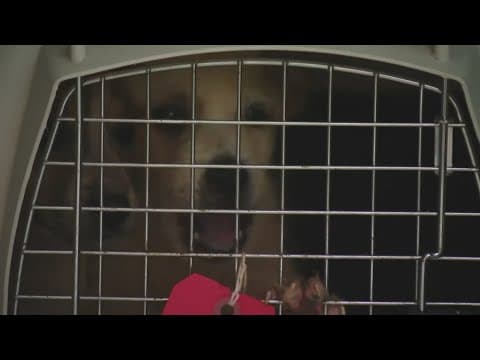 Dogs trapped in Texas Hill Country flooding now safe in Chicago