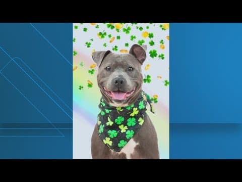 St. Patrick's Day dog adoption event in Montgomery County