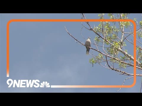 City Nature Challenge: A global contest where everyone wins