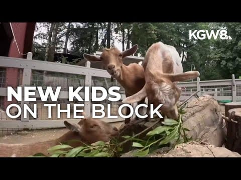 Oregon Zoo adopts 3 new tiny goats
