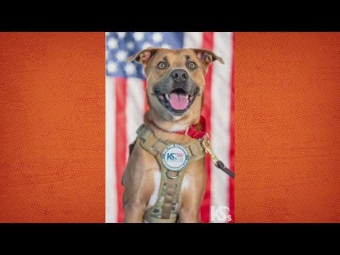 Service dog in training is running for president