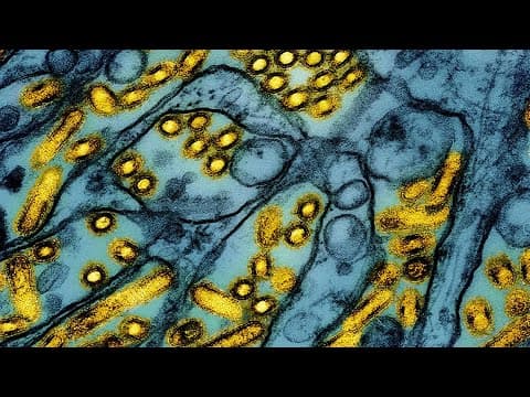 Health officials confirm country's first bird flu-related human death