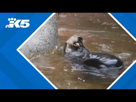 Celebrating Halloween at Point Defiance Zoo