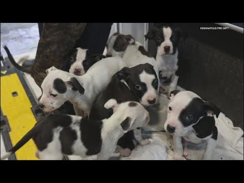 Dog, eight puppies, family rescued by firefighters in east Indy house fire