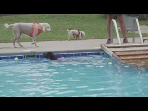 Knoxville Parks and Rec talks about Doggie Dip Days