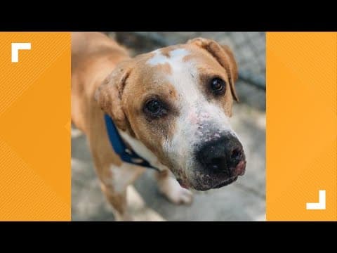 Pets of the Week: 11-25-2023