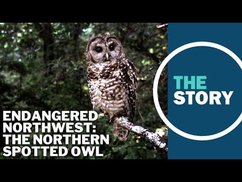 Oregon's spotted owl helped give rise to the Endangered Species Act. 50 years later, has it worked?