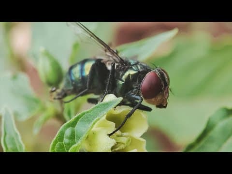 Texas launches new weapon to protect cattle industry from deadly screwworm