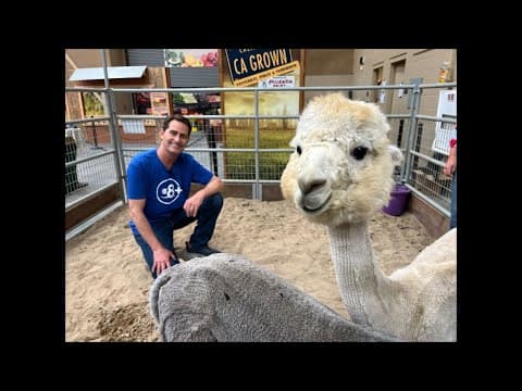 Alpacas hitting a sweet spot at the San Diego County Fair