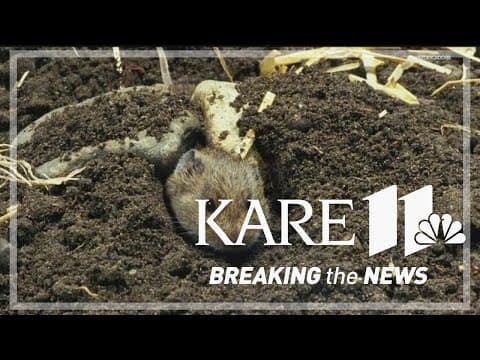 Voles and other critters cause damage to lawns over winter