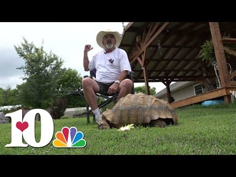 Community works together to find missing tortoise