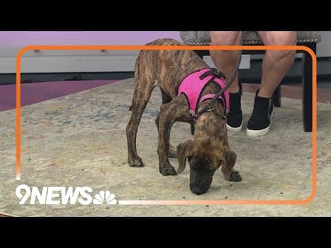 5-month-old Ruby looking for her forever home