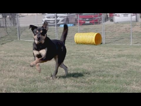 Tailwaggers: Meet Francesca