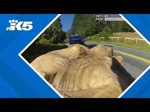 Snohomish Co. deputy saves runaway tortoise