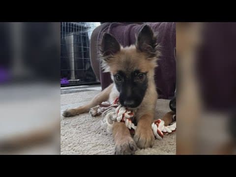 The families of 8 of the dogs who died at District Dogs file lawsuit