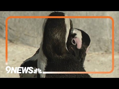 At the Denver Zoo, love is instinctual