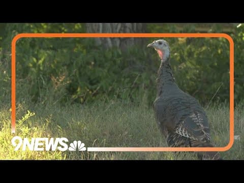 Turkey makes big impact in Denver neighborhood