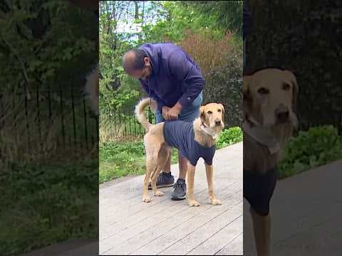 Man saves his dog from cougar attack