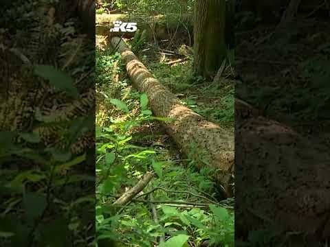 King Co. sues homeowners for $7 million after 140 trees cut down