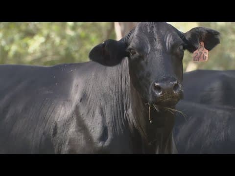 'Cotton-pickin' dry' | Texas ranchers struggle amid drought