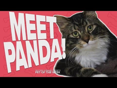 Pet Rescue of the Week: Panda