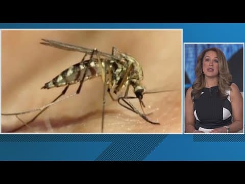 Mosquito control spraying planned for Hyattsville