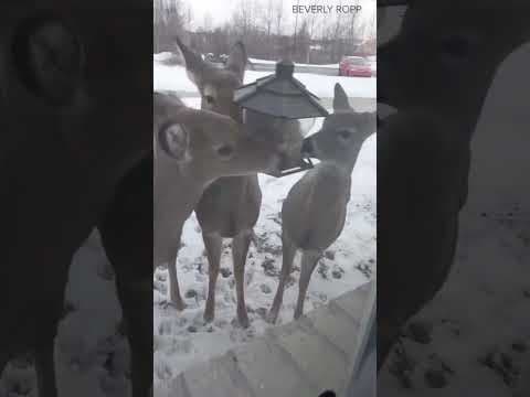 Deer eat from Bloomington bird feeder