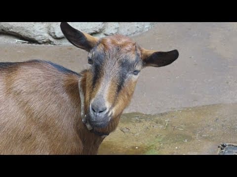 Zoo Knoxville celebrates national goat day