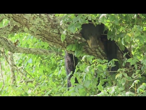 Appalachian Bear Rescue and TWRA reach new agreement to allow ABR to take in orphaned cubs again