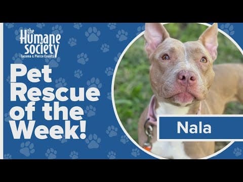Pet Rescue of the Week: Nala