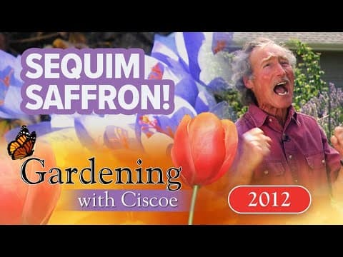 SEQUIM SAFFRON! The Pricey Spice is Thriving! | Gardening With Ciscoe | Full Episode