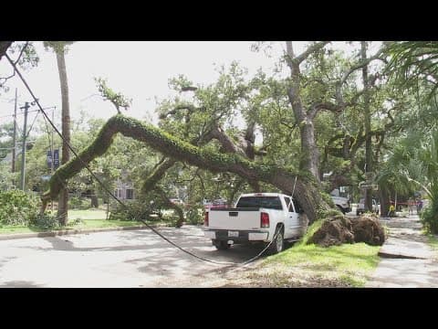 Oak Tree falls across South Carrollton Avenue