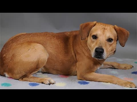 Could Cristiano be your PAWfect match?