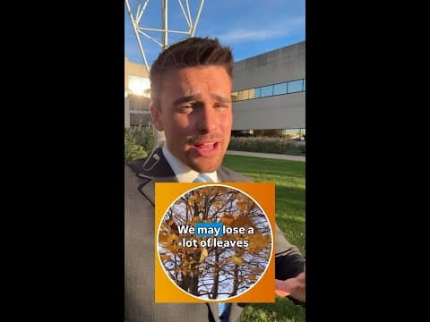 High winds and rain may knock off many fall leaves