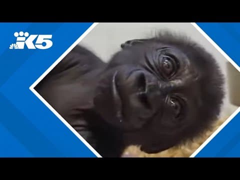 YouTube thumbnail for video Cswkyok7qKY