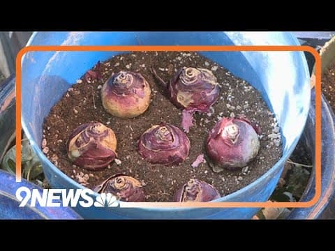 Proctor's Garden: Planting bulbs in pots