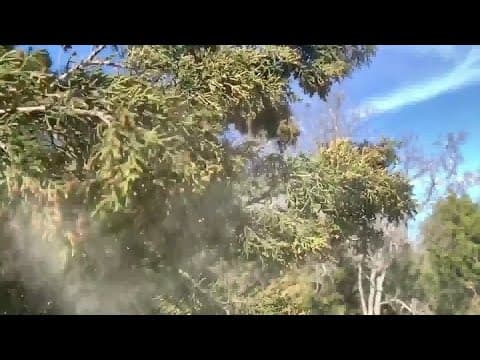 What is cedar fever and why do we get it in the Houston area?