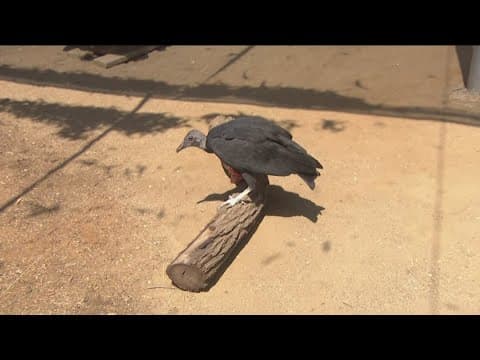 Zoo Day | Fun facts about Black Vulture