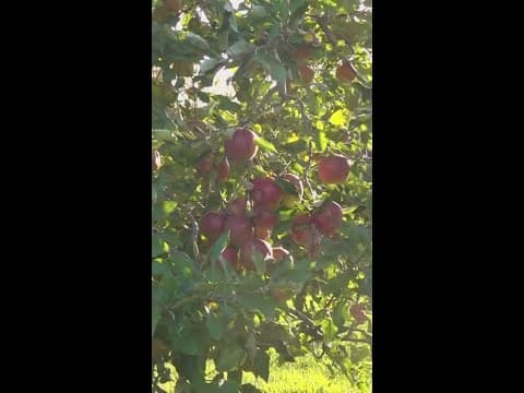 Family-run apple orchard in northern Ohio tackles theft, drought