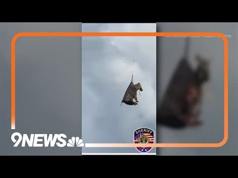 Zebra airlifted to home following escape