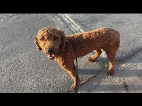 Latest on the missing Goldendoodle puppy, Chancho, stolen at Campland on the Bay