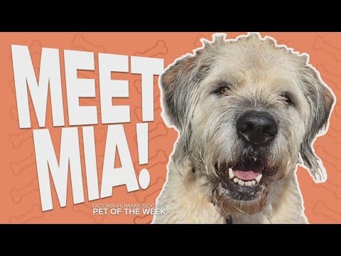 Pet Rescue of the Week: Mia