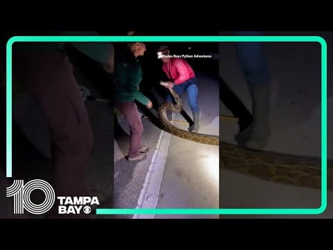 Longest-ever Burmese python caught in #Florida
