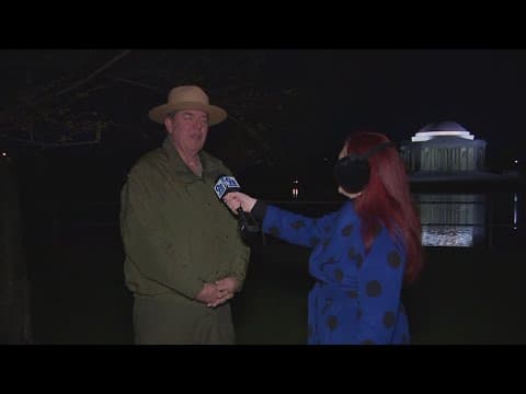 DC's cherry blossoms hold tight despite windy days