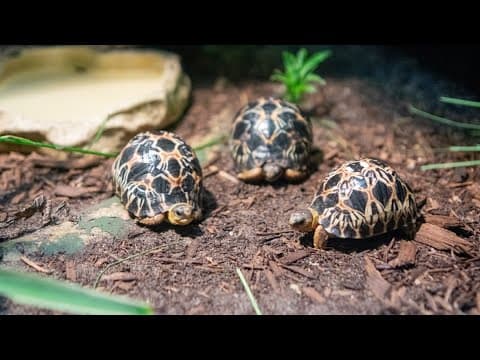 Tiny triplet tortoises at Houston Zoo turn 1