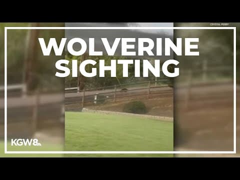 Wolverine sighted in Lebanon, east of Corvallis