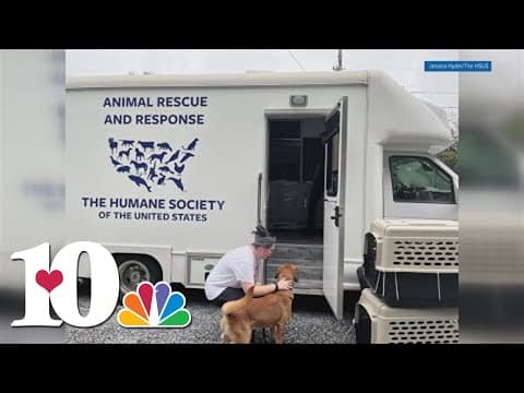 Help underway for displaced pets after historic flooding