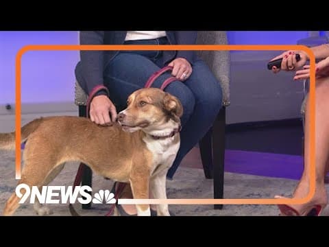 Sweet Sunny is looking for a forever home