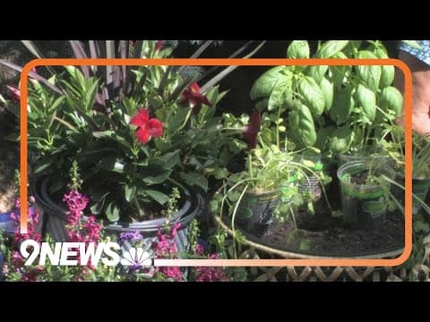 In the garden: Herb container gardens