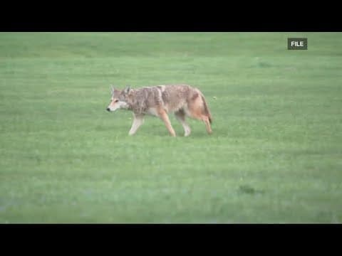 Neighbors concerned for safety following coyote attack in south Columbus